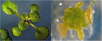 Images of normal and abnormal Arabidopsis plants