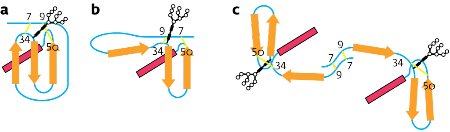 Schematic showing the glycoprotein folding