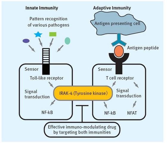 Schematic of innate and adaptive immunity mediated by IRAK-4