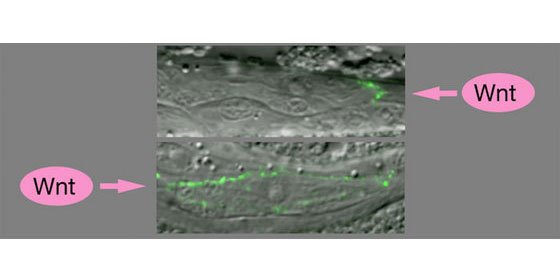 Image of Wnt in nematode cells