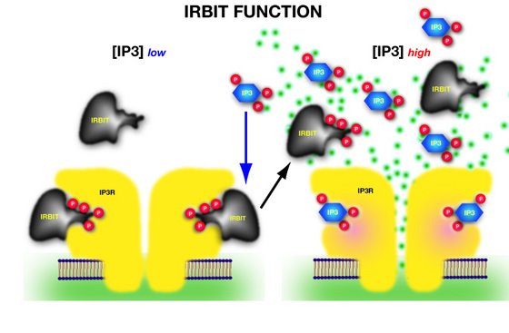 Schematic showing the function of IRBIT