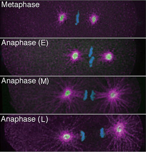 Image of cell division in C. elegans
