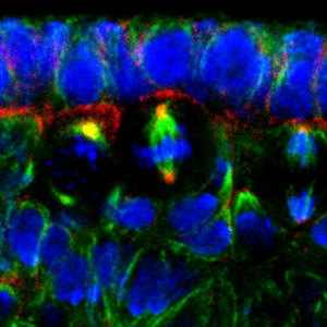 Image of Mud localization in Drosophila neuroblasts