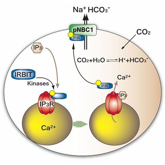 Schematic showing the action of P3R binding protein, IRBIT