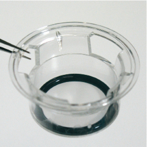 Image of a culture dish