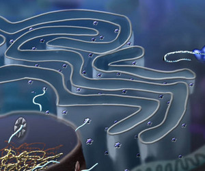 Image of endoplasmic reticulum.