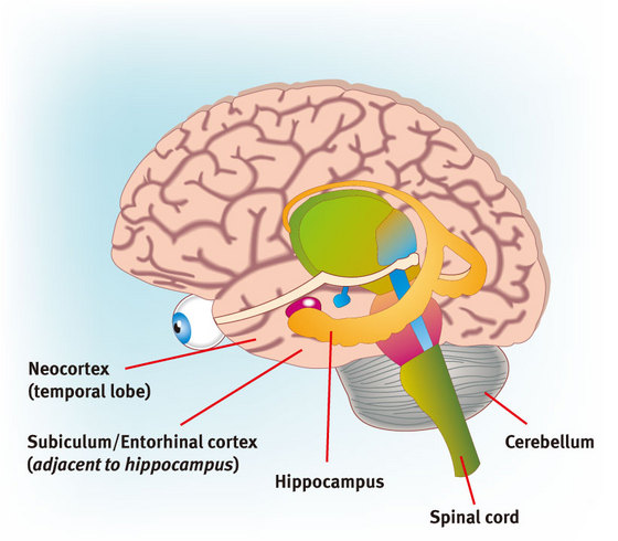 Illustration of a brain