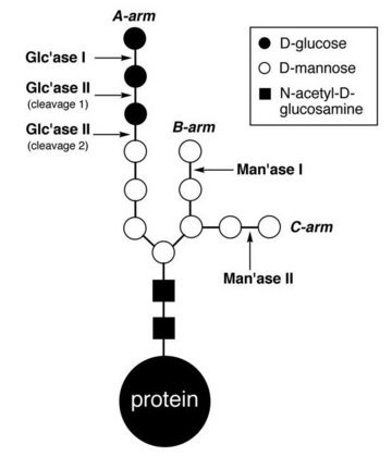 Schematic of glycoprotein processing
