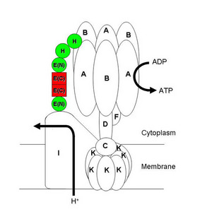 Image showing the model of the stator part of A-ATPase