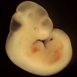 Image of a mouse embryo