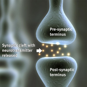 Image of synapses