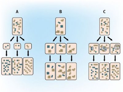 Schematic showing models for mtDNA segregation