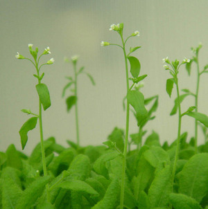 Image of Arabidopsis plants