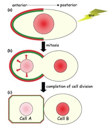 Schematic of cell division in C. elegans