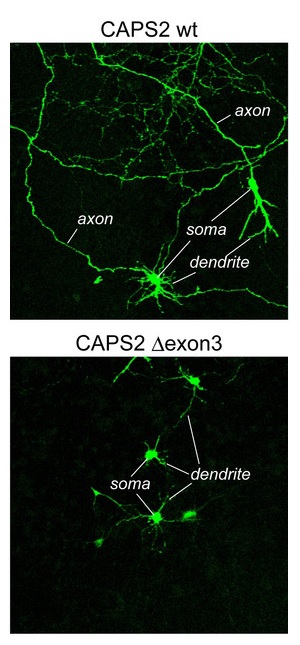 Image showing the location of wildtype and mutant CAPS2 proteins