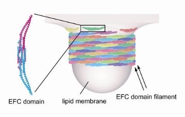 Image of membrane tubulation by the EFC domain-EFC dimers