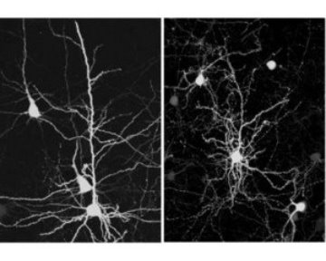 Images of dendritic development in mice