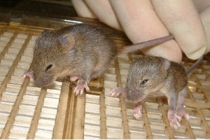 Image of mice