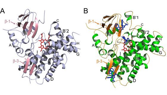 Image of crystal structure of cytochrome P450 StaP