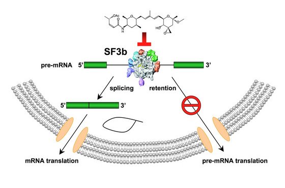 Schematic showing the role of spliceosome subcomplex SF3b