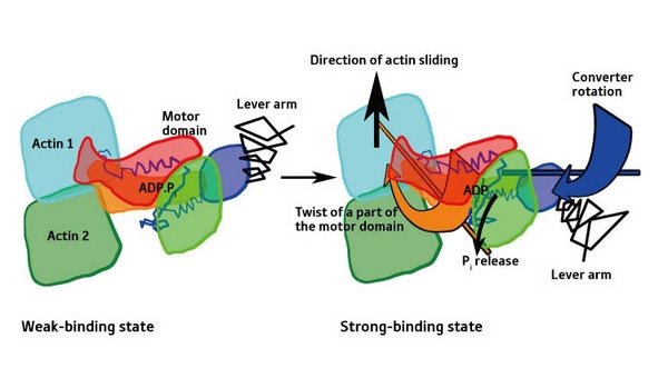 Image showing binding states of myosin and actin