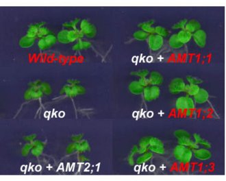 Image of wild-type and mutant of Arabidopsis plants