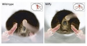 Images of mice with or without mutation