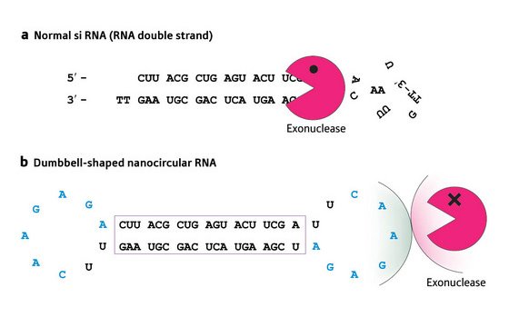 Schematic of normal and dumbbell siRNA