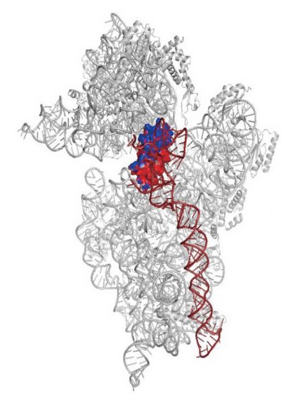 Image showing the structure of RbfA-30S complex