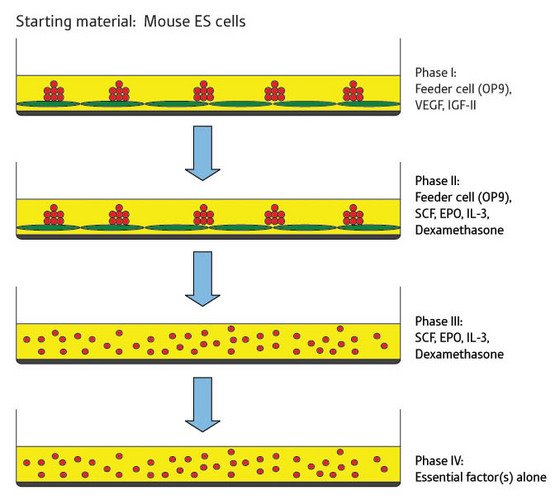 Schematic showing the cell culture to generate cell lines from embryonic stem cells