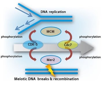 Schematic showing the pathway of Mer2 phosphorylation with Cdc7 and CDK