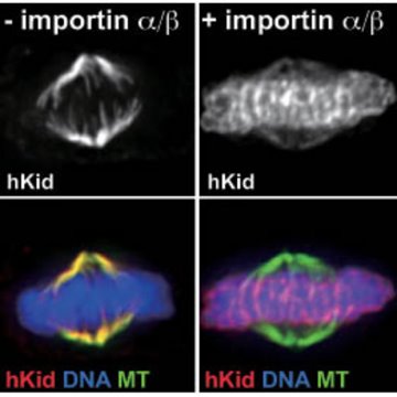 Image showing the interactions of hKid with chromosome