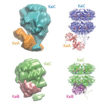 Image showing the crystal structures of KaiA, KaiB, KaiC