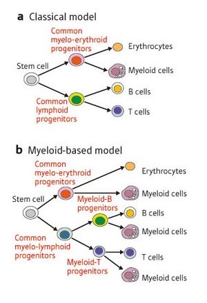 Schematic of blood cell differentiation models