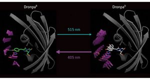 image of comparison of the bright and dark states of the Dronpa protein