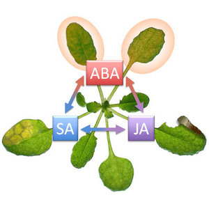 Schematic of antagonistic signaling network in stress responses