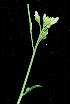 Image of Arabidopisis plant