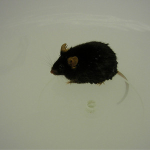 Image of a mouse in the water maze