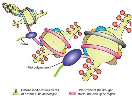 Schematic of Histone H3 modifications