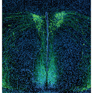 Image of vasopressin-producing neurons