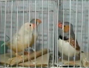 Image of zebra finches