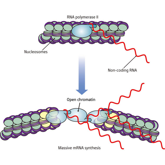 Schematic of chromatin in closed and open forms