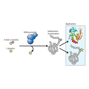 Diagram of synthetase activity