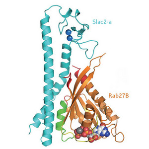 Image showing the structure of the Rab27B/Slac2-a complex