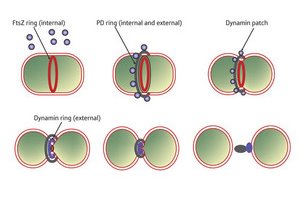Image of events in chloroplast division 
