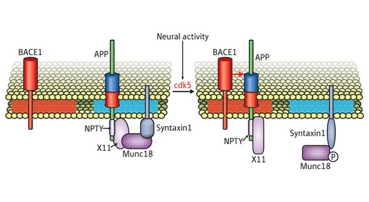 Schematic of membrane microdomain switching