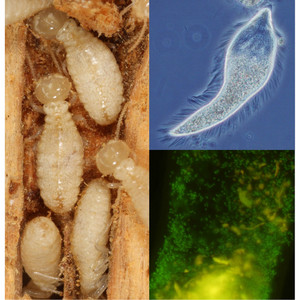 Image of the termite gut and P. grassii