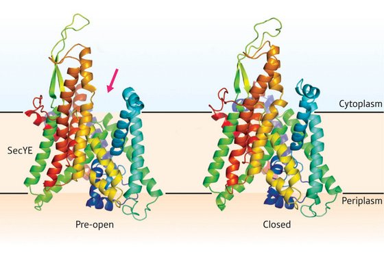 Image of the Sec translocon in pre-open and closed forms