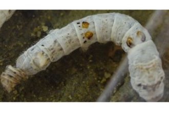 Image of silkworm larva