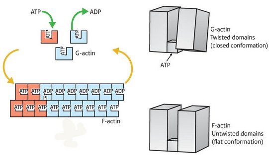 Schematic of the actin assembly and disassembly processes